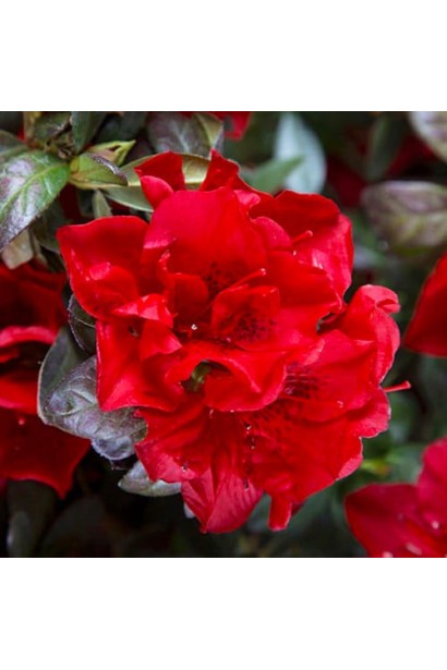 Висота рододендрона Анкор Отм Фаєр